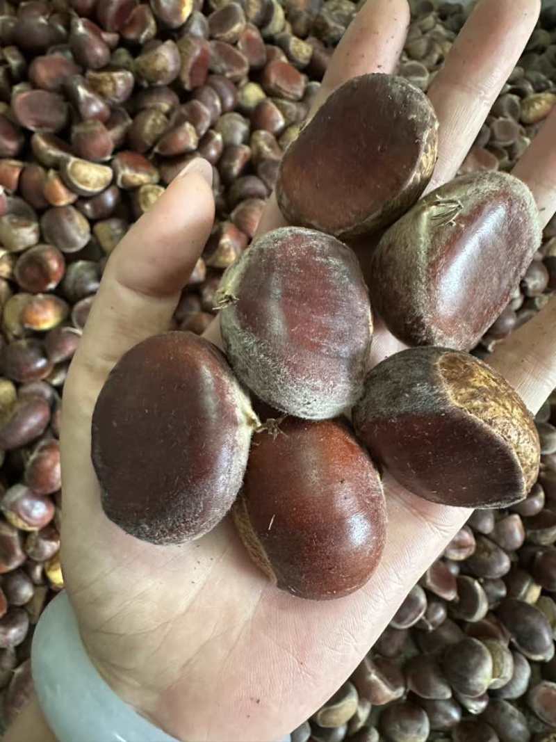优质精品板栗油栗