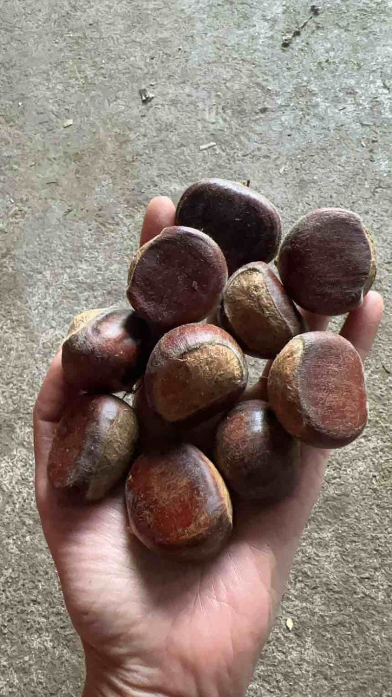优质精品板栗油栗