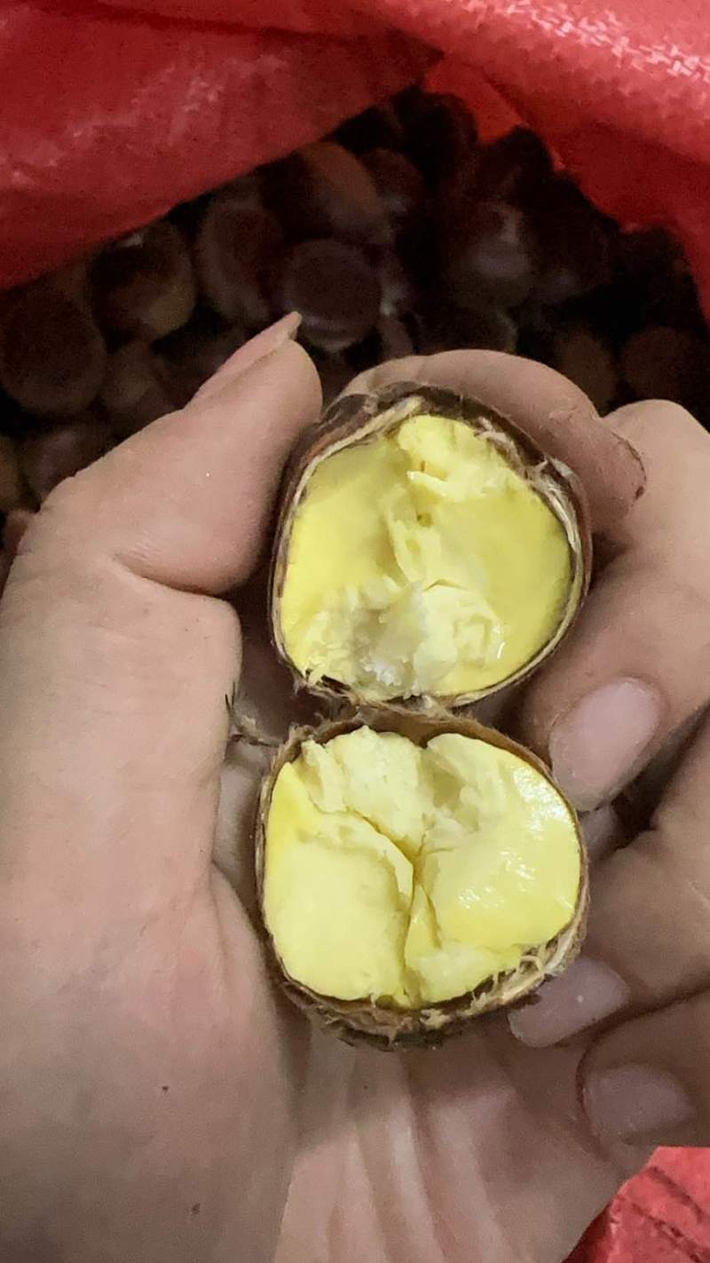 优质精品板栗油栗