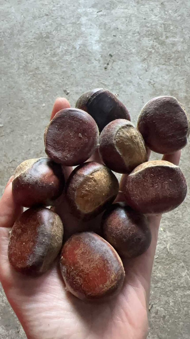 优质精品板栗油栗