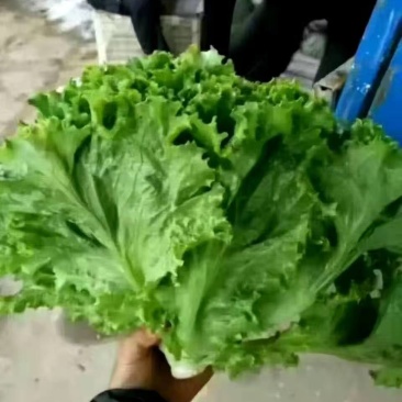 生菜产地直销