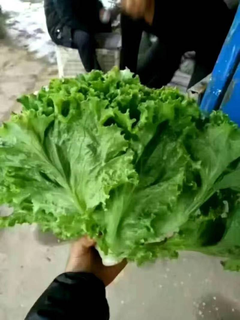 生菜产地直销