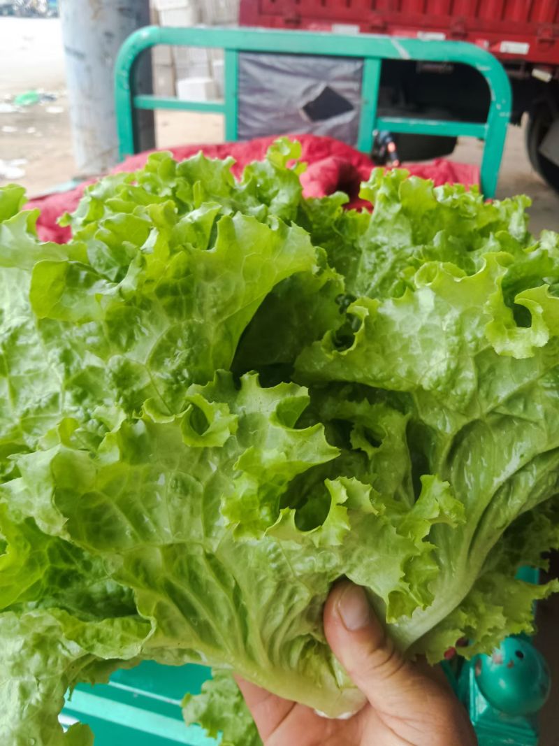生菜产地直销