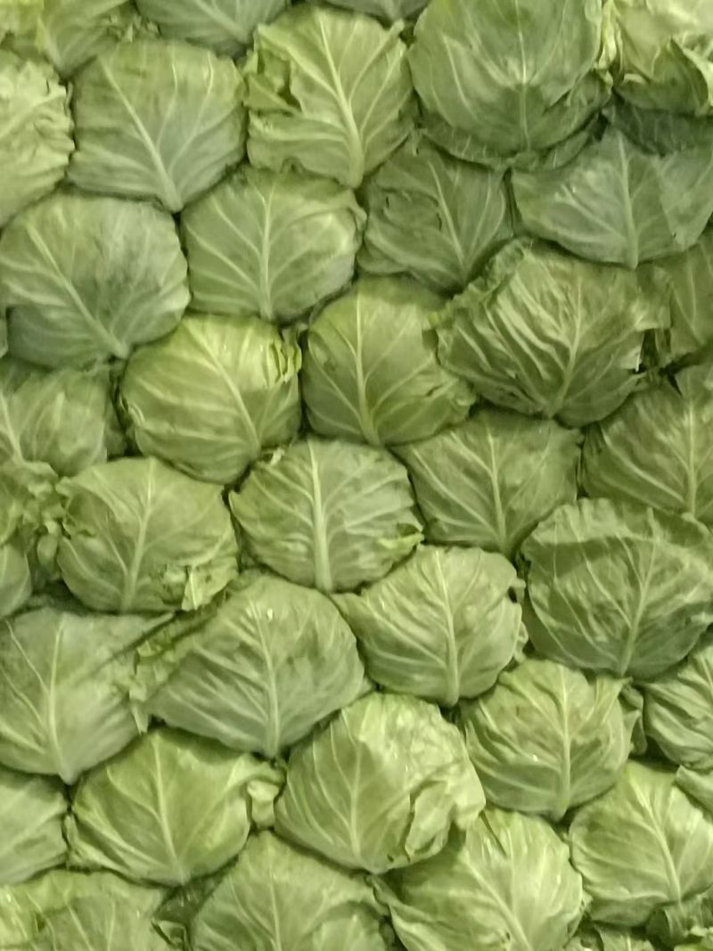 甘蓝产地直销