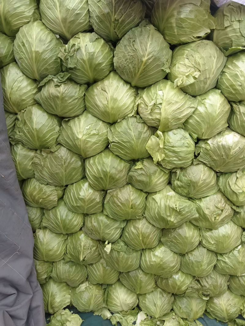 甘蓝产地直销