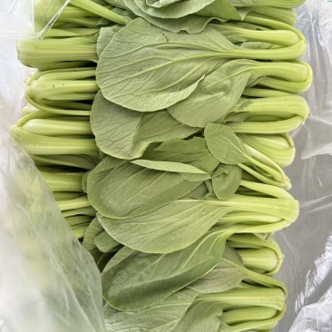 小油菜产地直销