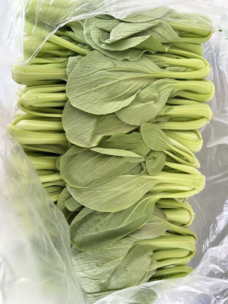 小油菜产地直销