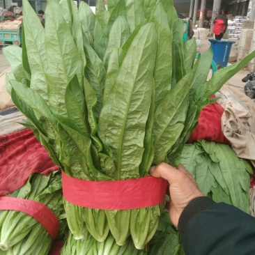 油麦菜产地直销