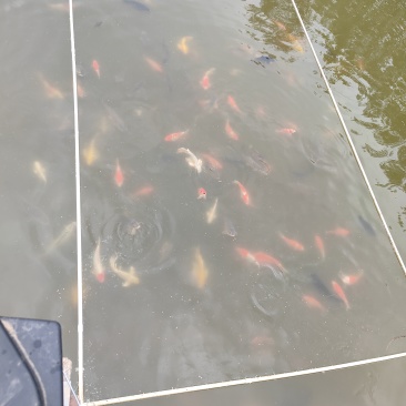 锦鲤货鱼出售