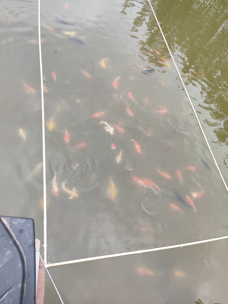 锦鲤货鱼出售
