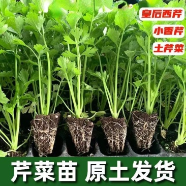 芹菜苗有要的联系