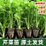 芹菜苗有要的联系