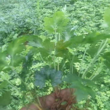 高山优质黄连苗