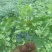 高山优质黄连苗