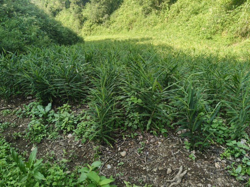 鲜姜