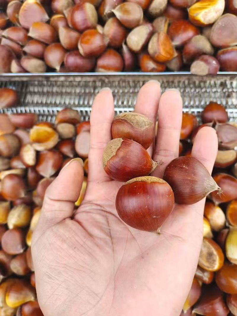 丹东板栗🌰一件代发，品质保证，售后无忧！