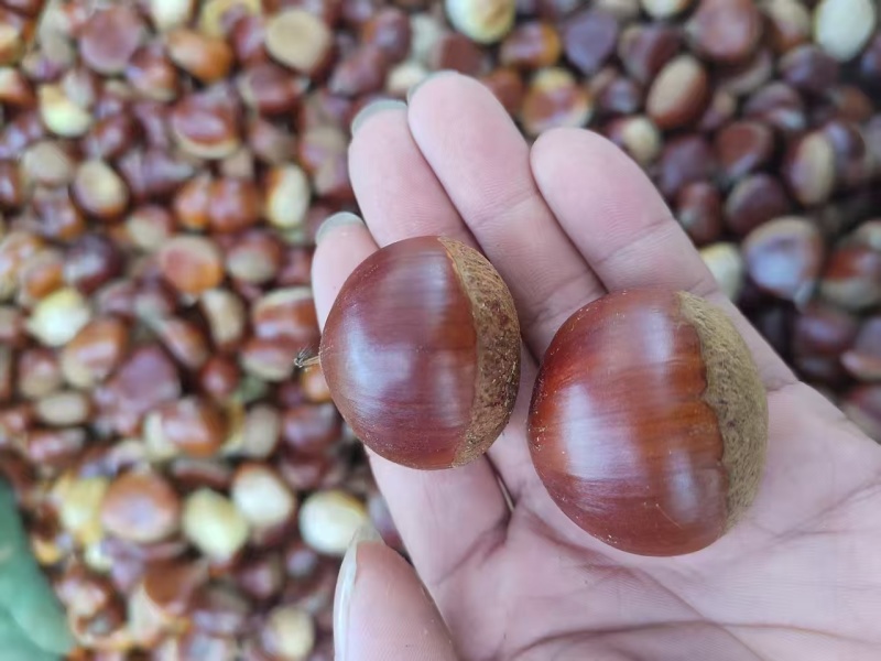 丹东板栗🌰一件代发，品质保证，售后无忧！
