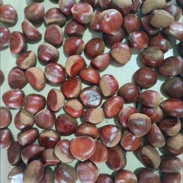 丹东板栗🌰一件代发，品质保证，售后无忧！