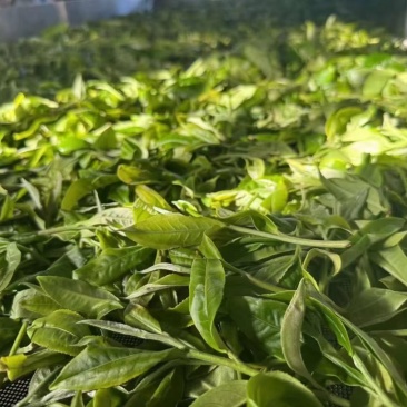 云南茶农自产普洱