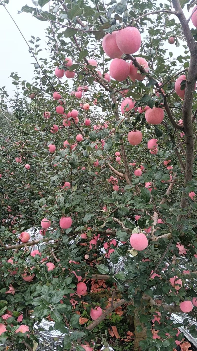高山红富士苹果，