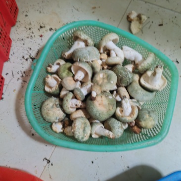 云南正宗野生菌