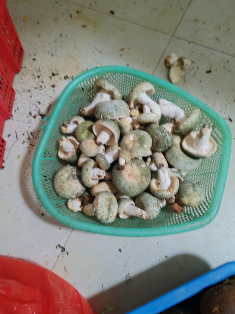 云南正宗野生菌