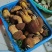 云南正宗野生菌