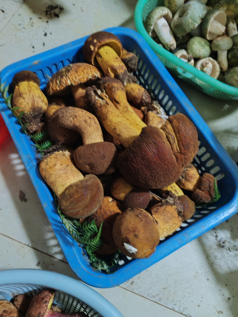 云南正宗野生菌