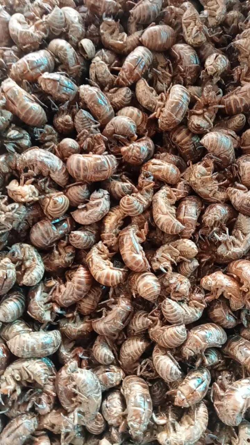 各种药材