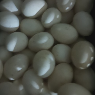 散养鹅蛋