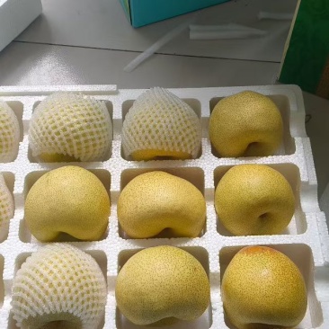砀山酥梨