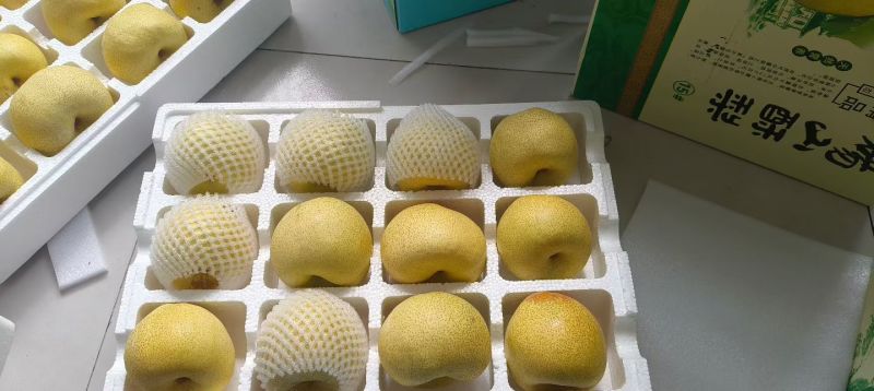 砀山酥梨