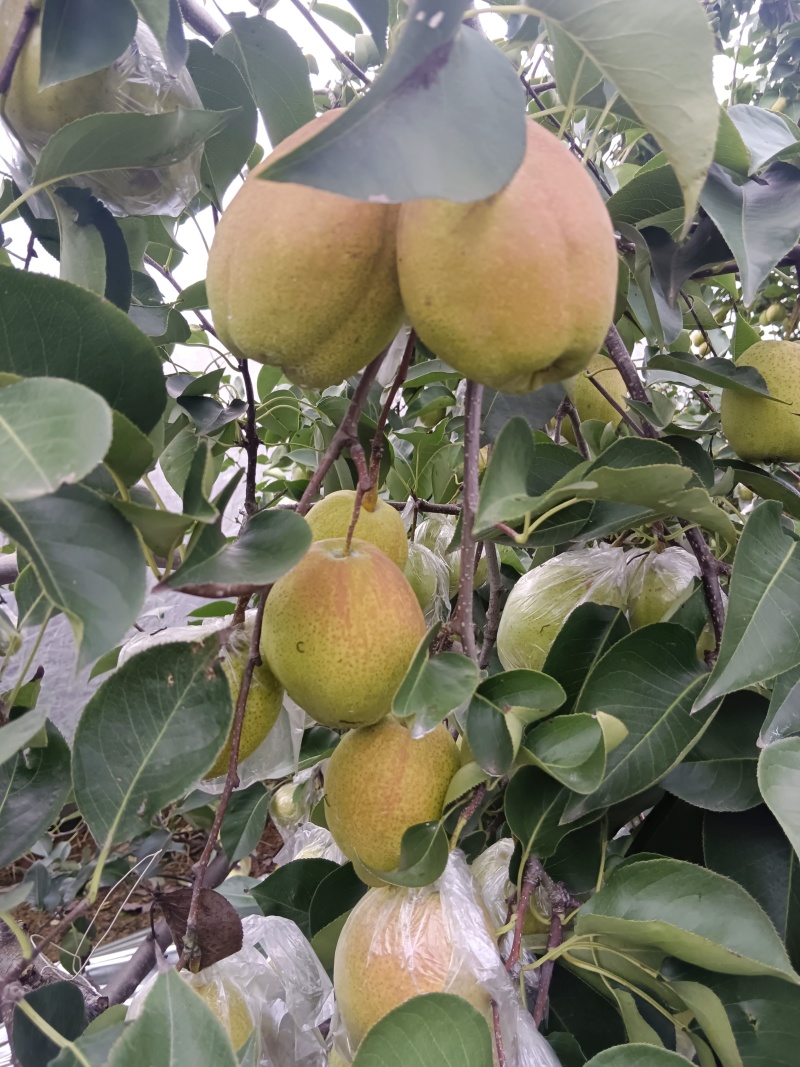 库尔勒香梨