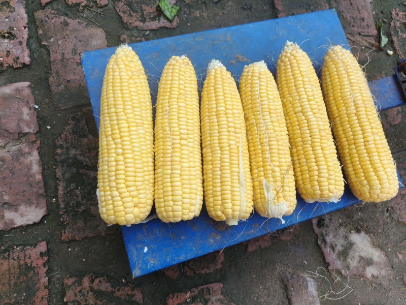 水果玉米