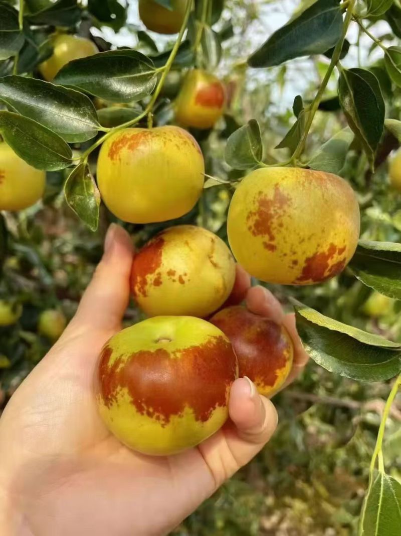 沾化冬枣