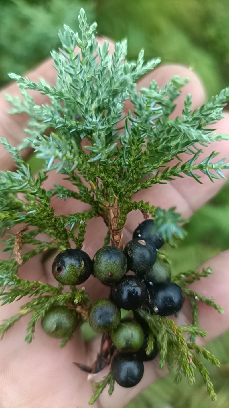 大果圆柏香仁