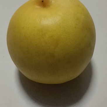 冬桃