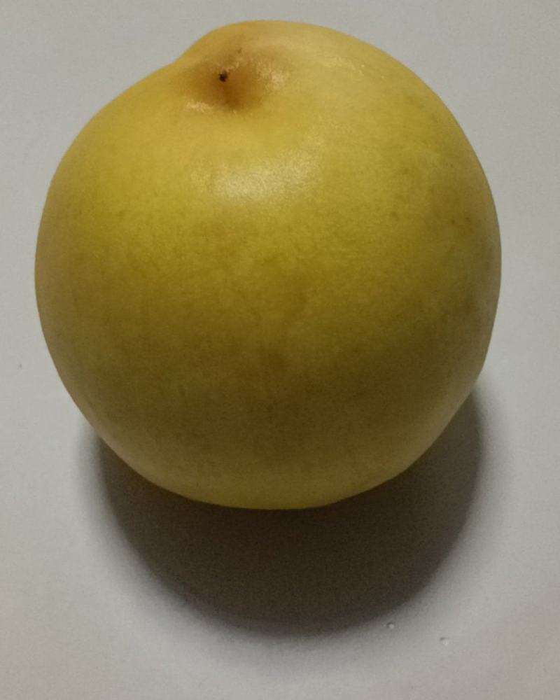 冬桃