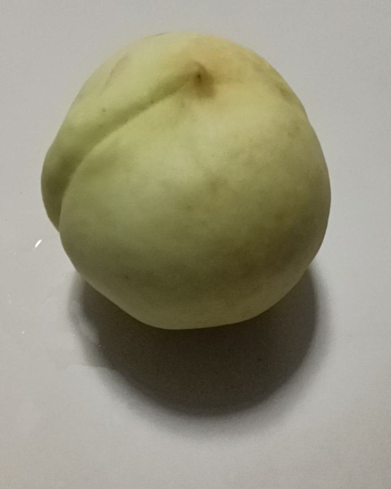 冬桃