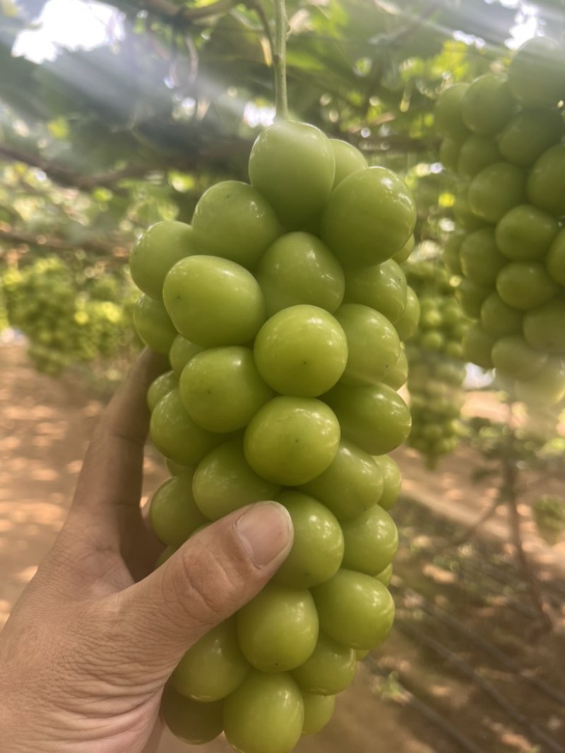 阳光玫瑰葡萄大量现货，¥1到¥4之间不等，价格美丽，