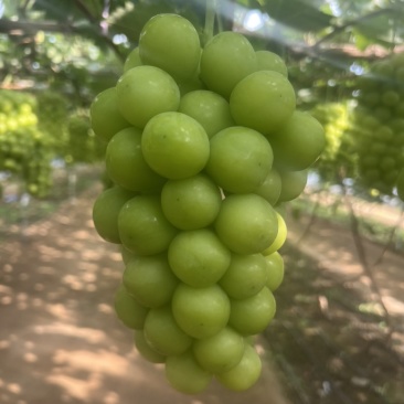 阳光玫瑰葡萄大量现货，¥1到¥4之间不等，价格美丽，
