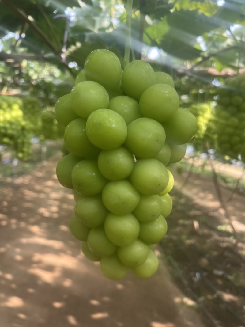 阳光玫瑰葡萄大量现货，¥1到¥4之间不等，价格美丽，