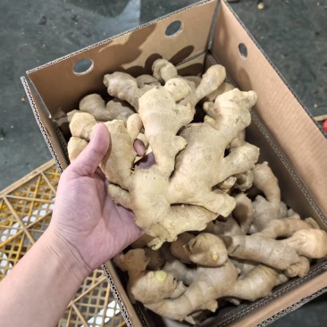 新鲜量大有货精品通货都有