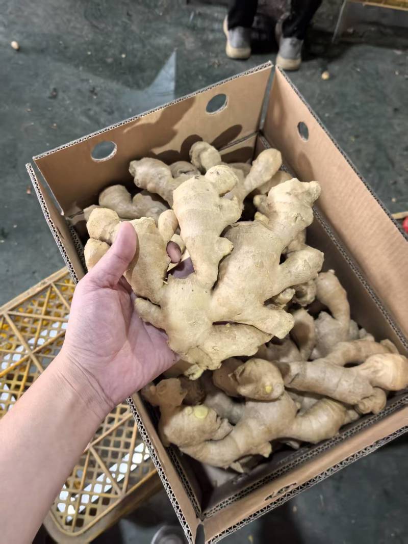 新鲜量大有货精品通货都有