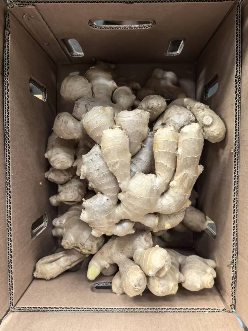 新鲜量大有货精品通货都有