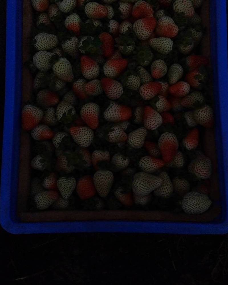 云南蒙特瑞四季草莓