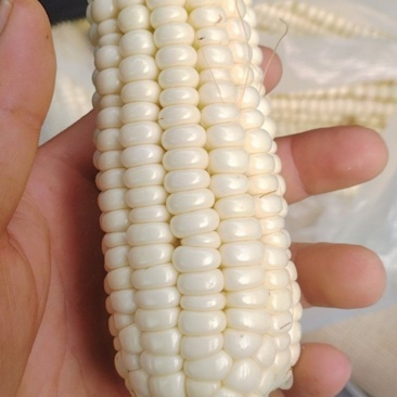 石糯玉米