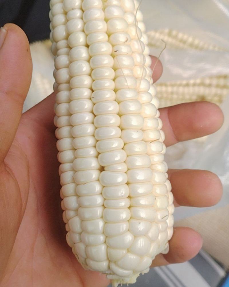 石糯玉米