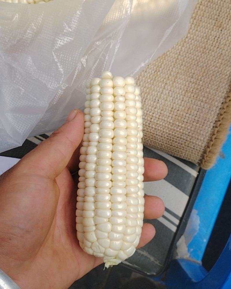 石糯玉米