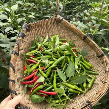 青小米椒